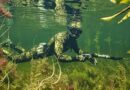 Подводная охота в Костроме