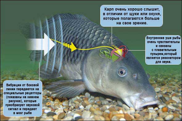 Какой слух у рыб и как работает орган слуха