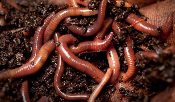 Мотыль, опарыш и червь: как добавлять в прикормку
