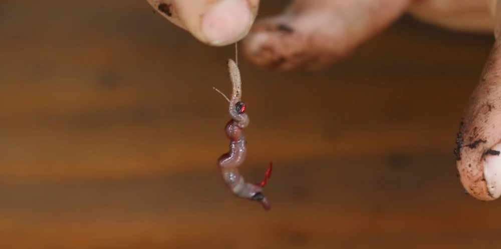 Как правильно насадить червя на крючок